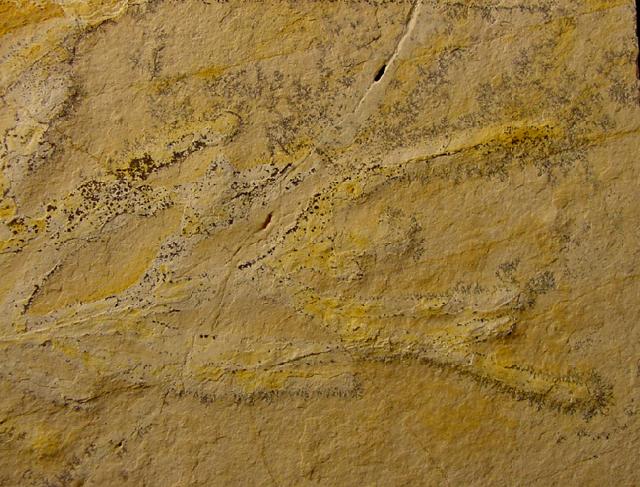 Brachyphyllum nepos SAPORTA - Bild © FossNet FossilienStore